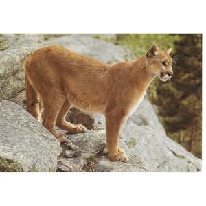 Female Cougar Postcard Unposted